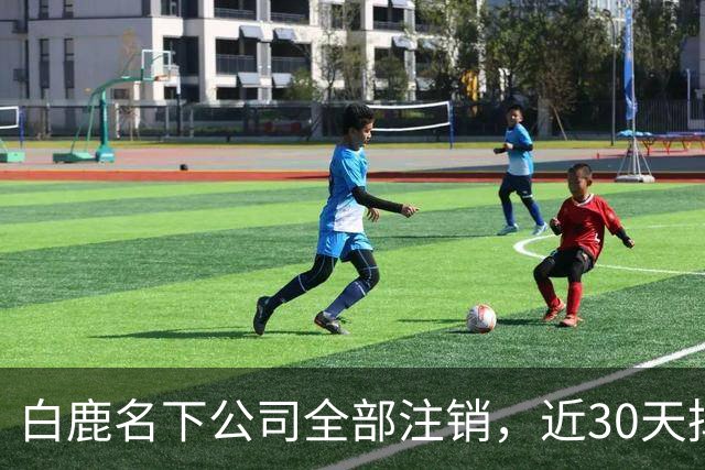 白鹿名下公司全部注销，近30天掉粉超144万，独立运营过渡期引关注